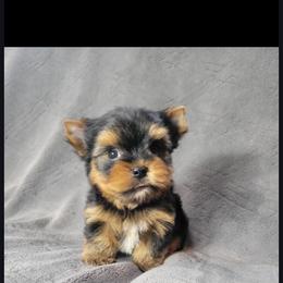 Oliver - Black and gold male Yorkshire Terrier puppy in Middleton, Idaho from Rocky Mountain Yorkies