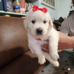 Red bow - Cream female Dachshund puppy in Wahiawa, Hawaii from Versatile Ohana