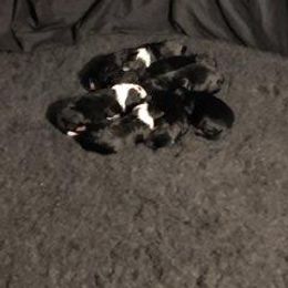 Bernedoodle Puppies from Kiya's Bernedoodles