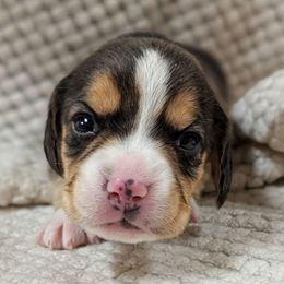 Girl 6 - Black tan and white female Beagle puppy in Baltimore, Maryland from Country Acres Farm