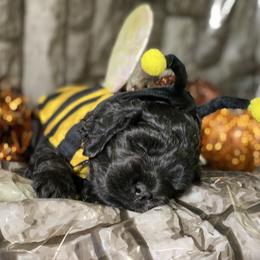 Cockapoo and Goldendoodle Puppies from Capital Doodles