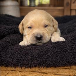 Boy 1 Ross - Golden male Golden Retriever puppy in Angier, North Carolina from Howard's Retrievers