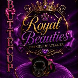 Buttercup - Black and tan female Yorkshire Terrier puppy in Atlanta, Georgia from Royal Beauties Yorkies of Atlanta