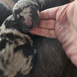 Black merle - Merle female Great Dane puppy in Albany, Oregon from Red Cloud Australian Shepherds and DeGray Great Danes & Bulldogs