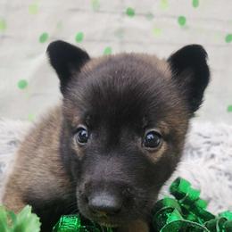 Red - Fawn sable male Belgian Malinois puppy in Boise, Idaho from Wings of Freedom Retrievers and Malinois