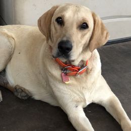 Maggie - Labrador Retriever