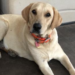 Maggie - Labrador Retriever