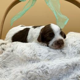 Frost - Chocolate male Australian Labradoodle puppy in Anderson, California from Shaggy Doodles