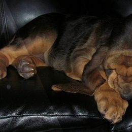 Bloodhound and Mastiff Puppies from Teoc Bloodhounds and Mastiffs