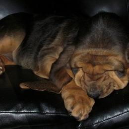Bloodhound and Mastiff Puppies from Teoc Bloodhounds and Mastiffs