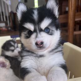 Pomsky puppies from Granite State Pomskies
