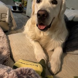 Golden Retriever All Grown Up from Jumbo’s Goldens