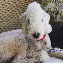 Bedlington Terriers from Northstar Bedlingtons