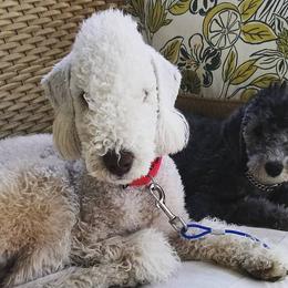 Bedlington Terriers from Northstar Bedlingtons