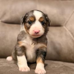 Kathleen - Blue merle female Miniature Australian Shepherd puppy in Oronogo, Missouri from Dutton's Show Me Farms