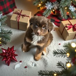 Andovers Call of Courage - Red tri-color female Miniature American Shepherd puppy in Rockford, Illinois from Andover Aussies
