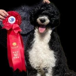 COLD HARBOR'S SYMPHONY OF THE SEAS II - Portuguese Water Dog