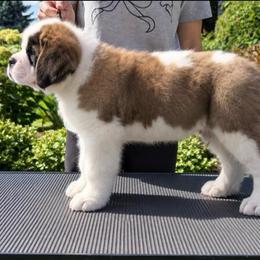 Maroon Collar - Brown and white male Saint Bernard puppy in New York from Johnson Farms