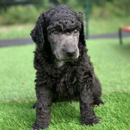 Poodle Puppies from Forest City Standards