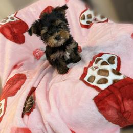 Stella - Black and gold female Yorkshire Terrier puppy in Burleson, Texas from BabydollYorkiesofTexas
