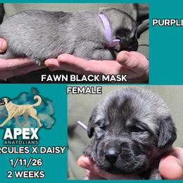 H.D Purple Girl - Fawn female Anatolian Shepherd Dog puppy in Frenchtown, Montana from Apex Anatolians