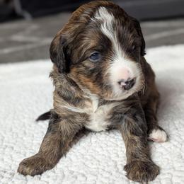 Pink - Tri-color female Bernedoodle puppy in Connecticut from Valley View Doodles