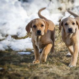 Labrador Retriever Puppies from Cheri Lewitzke