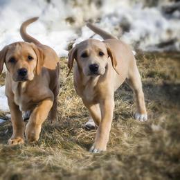 Labrador Retriever Puppies from Cheri Lewitzke