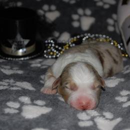 Gingerbread - Red merle male Australian Shepherd puppy in Alma, Georgia from Epiphany Australian Shepherds