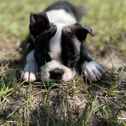 Boston Terrier Puppies from Bonze Boston Terriers