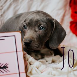 Weimaraner Puppies from North Georgia Weims