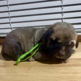 Green - Yellow female Black Mouth Cur puppy in Warsaw, Missouri from Heritage Cow Dogs