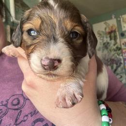Tony - Piebald male Dachshund puppy in Jacksonville, North Carolina from Lizzie’s Doxies