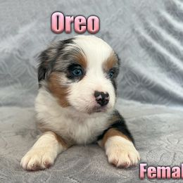 Miniature American Shepherd and Miniature Australian Shepherd Puppies from Regal Miniature American Shepherds | Regal Miniature Australian Shepherds