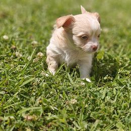 Otto - Cream male Chihuahua puppy in Gray, Louisiana from Chi Chi's Place LLC