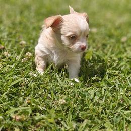Otto - Cream male Chihuahua puppy in Gray, Louisiana from Chi Chi's Place LLC