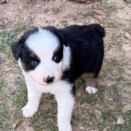 Lilly - Black tri-color female Australian Shepherd puppy in Mount Vernon, Texas from RJ's Aussie Posse