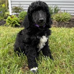 Girl 2 - female Poodle puppy in Athol, Massachusetts from DoeValley Standard Poodles