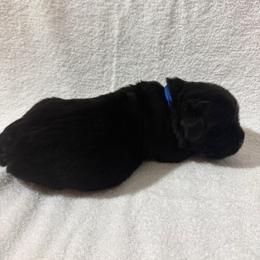 German Shepherd and Newfoundland Puppies from Tampa Bay Farm