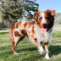 Rooster - Toy Australian Shepherd