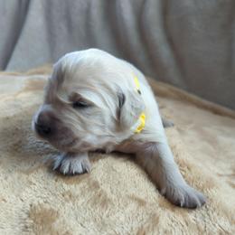 Yellow - Light golden female Golden Retriever puppy in Roseburg, Oregon from Unbound Goldens