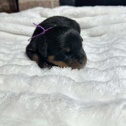 Purple Girl - Black and mahogany female Rottweiler puppy in Humble, Texas from Inexorable Haus Early Rotts