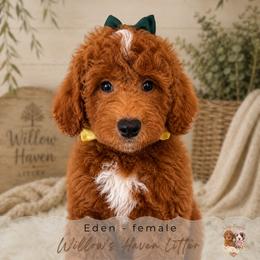 Eden - Red  female Goldendoodle puppy in Atlanta, Georgia from Teddy Puppies