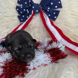 Okra - Agouti and white female Siberian Husky puppy in Folsom, Louisiana from Geaux Fluffy