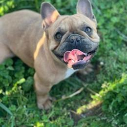 Pige - French Bulldog