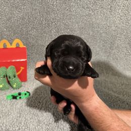 Pickles - Black female Labrador Retriever puppy in Lancaster, South Carolina from Tidal Retrievers