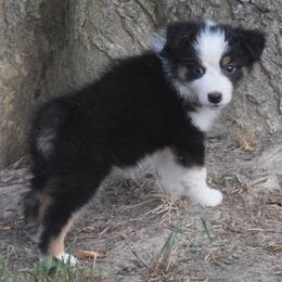 Kara - Black tri-color female Australian Shepherd puppy in Clinton, Missouri from RockyTop Hearts