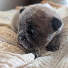 Lyra - Blue fawn female French Bulldog puppy in Fort Atkinson, Wisconsin from Bishop Bullyz