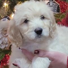 Goldendoodles from Patti's Oodles of Doodles and Poodles