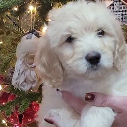 Goldendoodles from Patti's Oodles of Doodles and Poodles